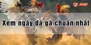 Các yếu tố ảnh hưởng đến xem ngày gà đá