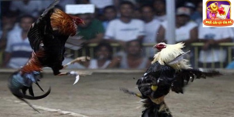 Đá gà trực tiếp có bình luận viên được hiểu là gì?