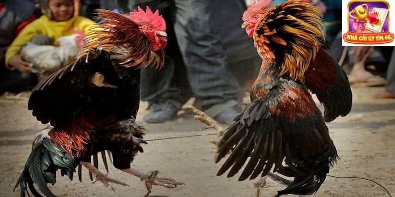 Điểm giống nhau khi xem đá gà có bình luận và xem đá gà “chay”